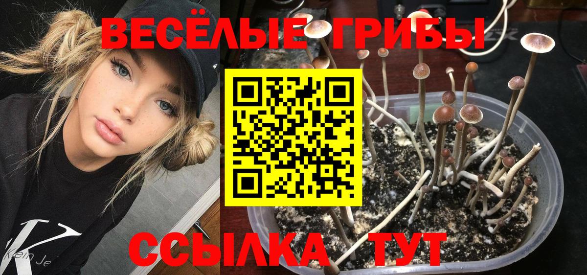 Галлюциногенные грибы Magic Shrooms  Вход с VPN  Псилоцибиновые грибы GOLDEN TEACHER  где купить наркотик  Реутов 